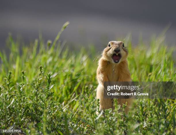 hey you ! welcome ! - prairie dog stock-fotos und bilder