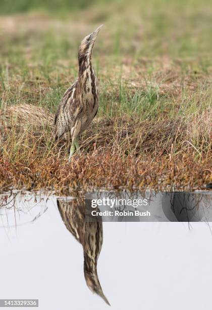 australasian bittern ( botaurus poiciloptilus ) - australásia imagens e fotografias de stock