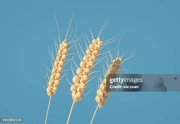 skull shaped ear of wheat - chinese famine stock pictures, royalty-free photos & images