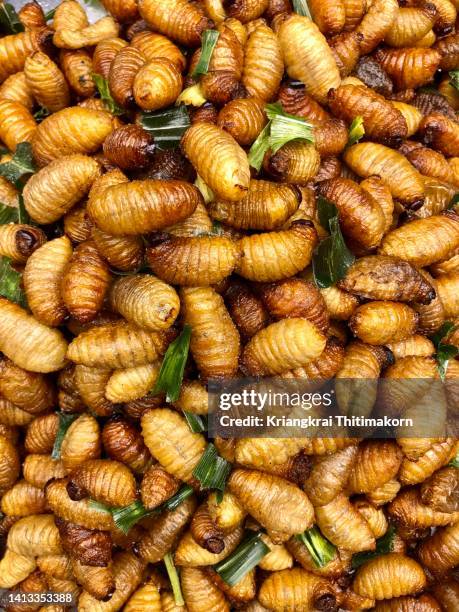Weevil Source Weevil Food Photos and Premium High Res Pictures - Getty Images