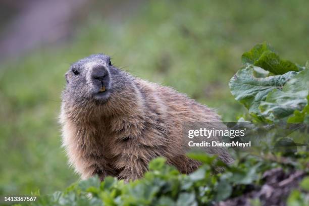 alpine marmot (marmot marmot) - groundhog stock pictures, royalty-free photos & images