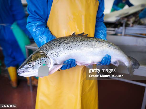 man holding fresh hand-reared scottish salmon in factory of fish farm - zalm stockfoto's en -beelden