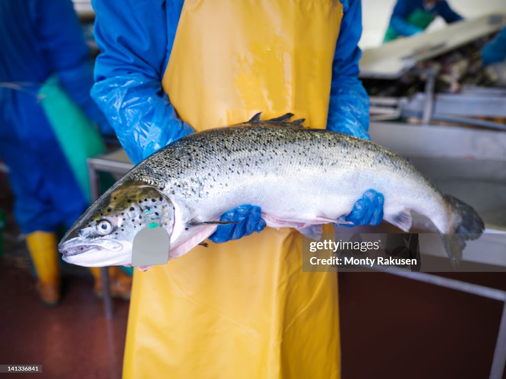 Man holding fresh hand-reared Scottish salmon in factory of fish farm