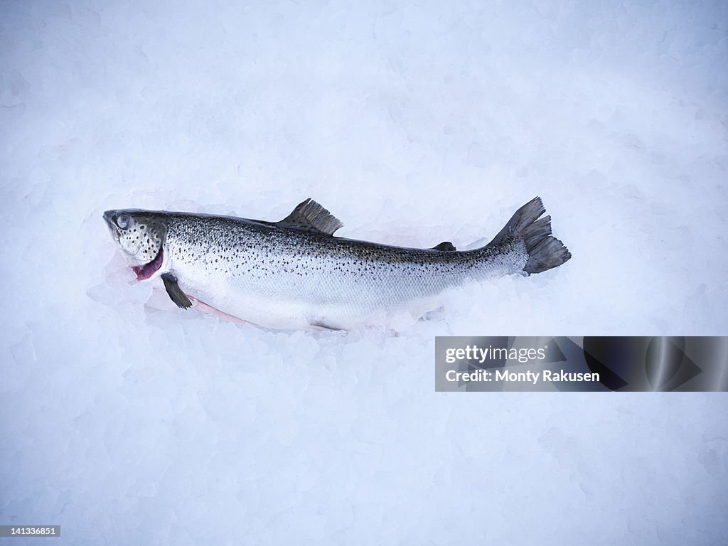 Fresh hand-reared Scottish salmon on ice in fish farm