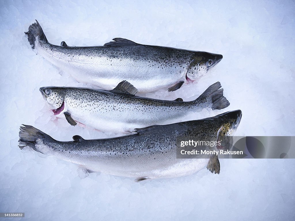 Fresh hand-reared Scottish salmon on ice in fish farm