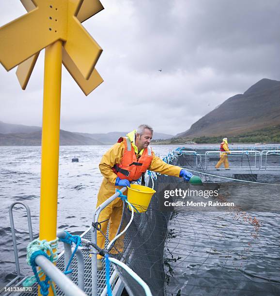 salmon farmers feeding fish on pontoon of scottish salmon farm over sea loch - feeding fish stock pictures, royalty-free photos & images