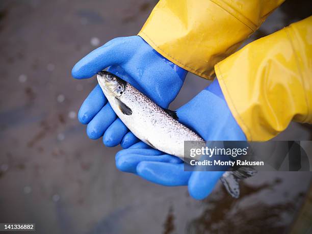 man holding young hand reared, sustainably fed, fresh salmon from scottish salmon farm - aquaculture stock pictures, royalty-free photos & images