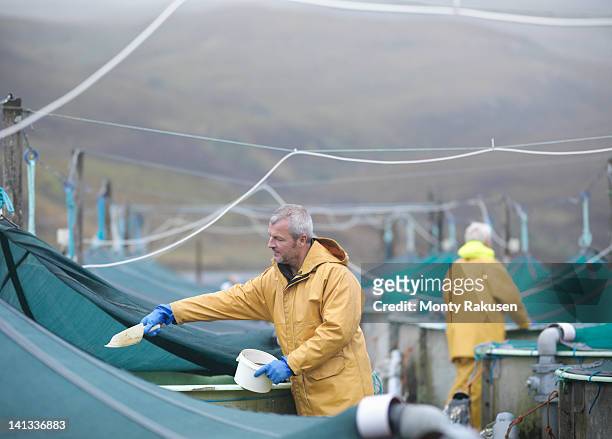 man feeding fish on scottish salmon hatchery - fish hatchery stock-fotos und bilder
