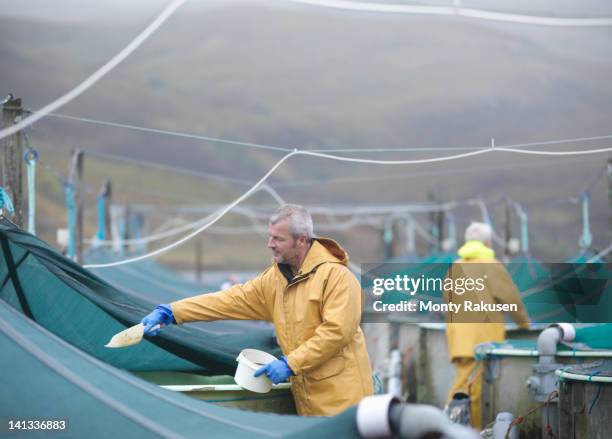 man feeding fish on scottish salmon hatchery - fish hatchery stock pictures, royalty-free photos & images