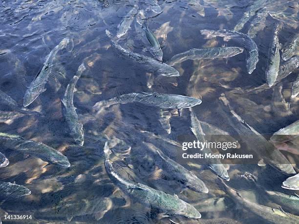 salmon swimming in pen on scottish salmon farm - criadero de pescado fotografías e imágenes de stock