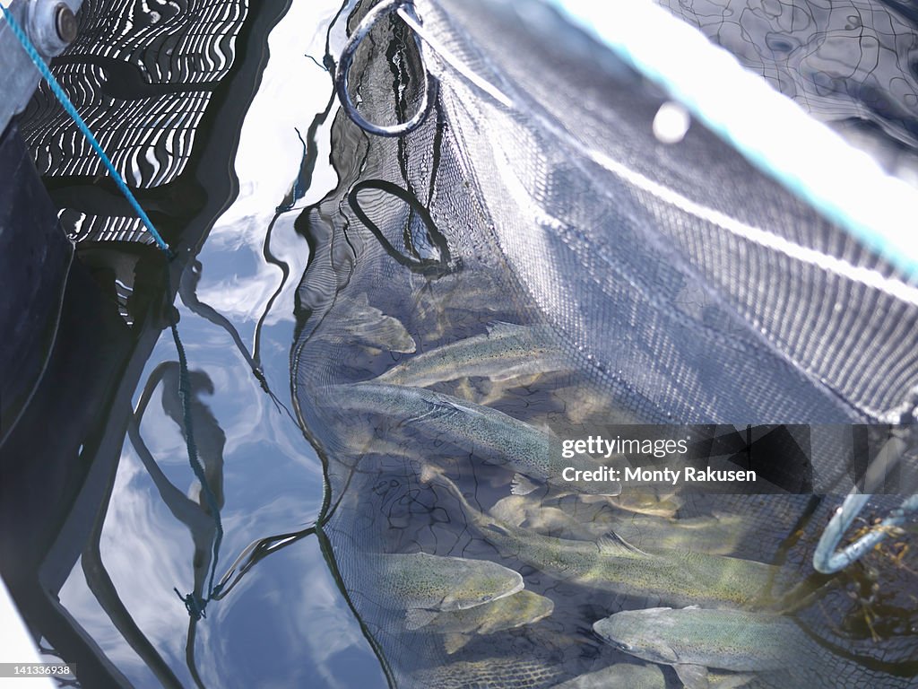 Salmon caught in pen on Scottish salmon farm