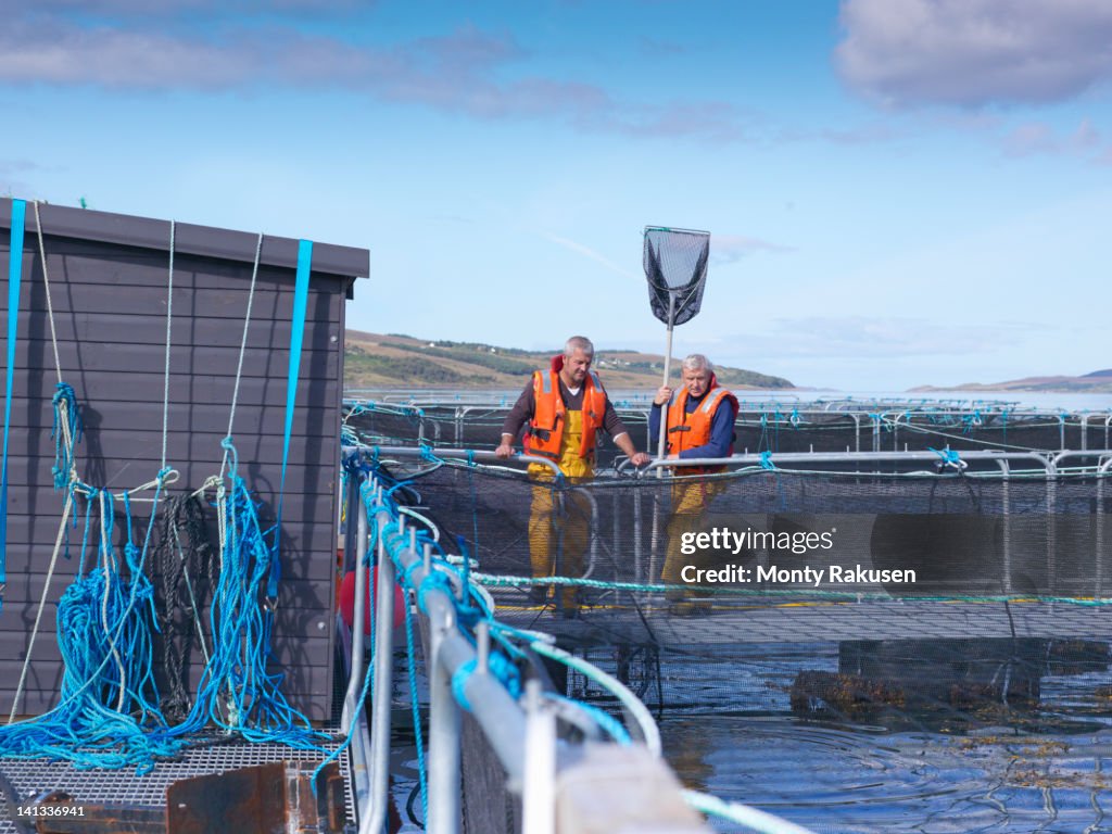 Salmon farmers looking into pen of Scottish salmon farm