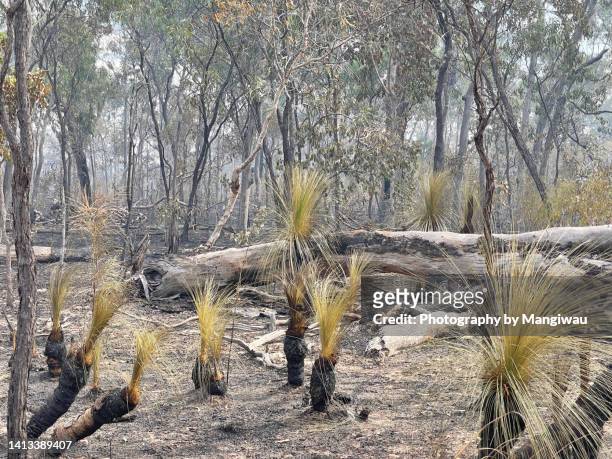 australian bushfire country - cairns road stock pictures, royalty-free photos & images