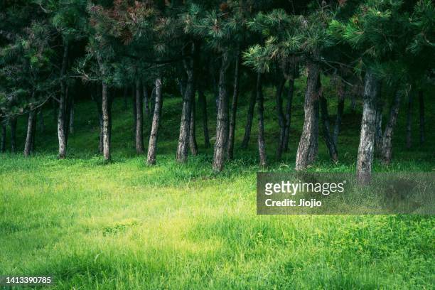 lawn and trees - waldlichtung stock-fotos und bilder