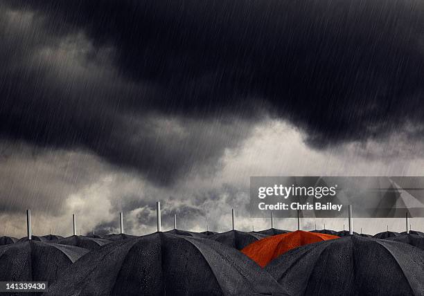 red umbrella with black umbrellas - norwalk connecticut stock pictures, royalty-free photos & images