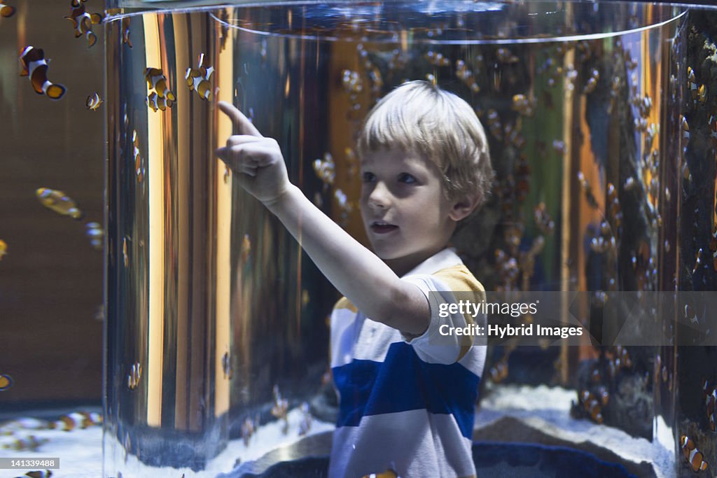 Boy admiring fish in aquarium