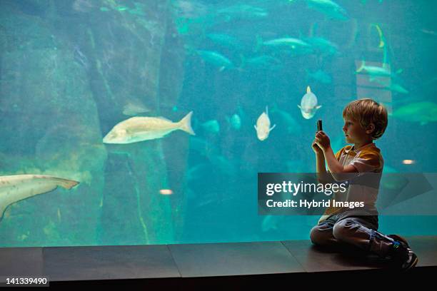 boy taking pictures of fish in aquarium - aquarium stock pictures, royalty-free photos & images