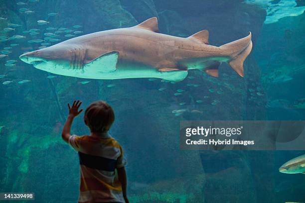 boy admiring shark in aquarium - sand tiger shark stock pictures, royalty-free photos & images