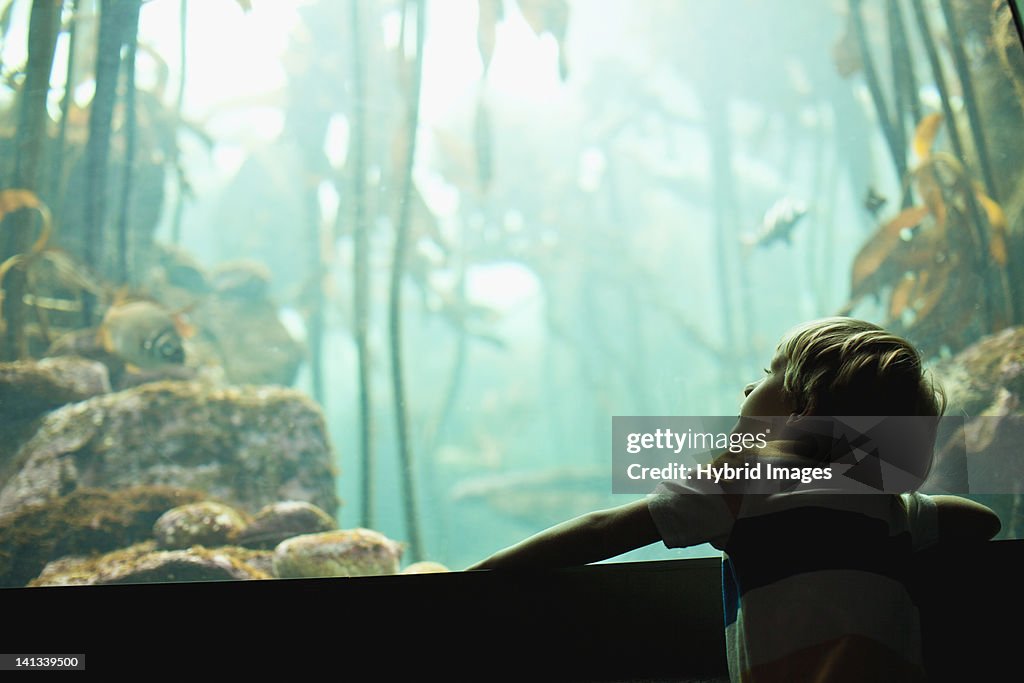 Boy admiring fish in aquarium
