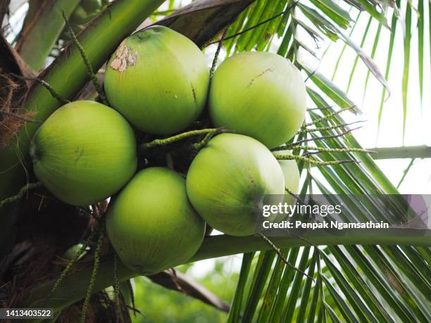 close-up bunch of fresh green coconut clusters on palm tree, fruit nature food background - kokosnuss stock-fotos und bilder