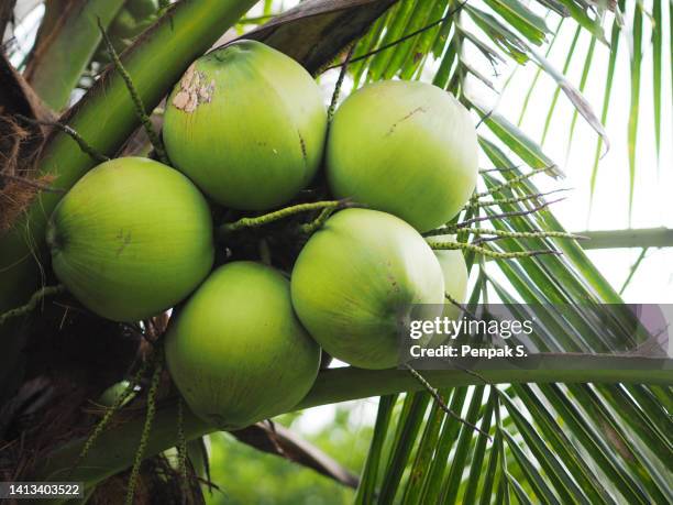 close-up bunch of fresh green coconut clusters on palm tree, fruit nature food background - coconut palm tree stock pictures, royalty-free photos & images