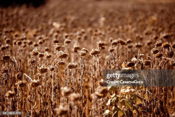 dead plant in sunflower field - heatwave 個照片及圖片檔
