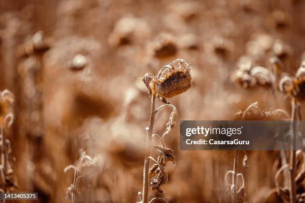 verheerende hitzewellen, die die landwirtschaft und die nahrungsmittelproduktion schädigen - monoculture stock-fotos und bilder