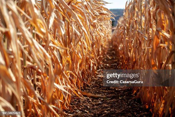 dry soil and dead corn plants due to arid climate and heat waves - force field stock pictures, royalty-free photos & images