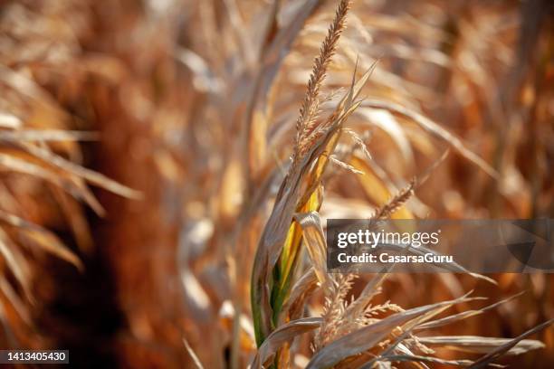 heat wave damaging the agriculture - corn crop close up stock pictures, royalty-free photos & images