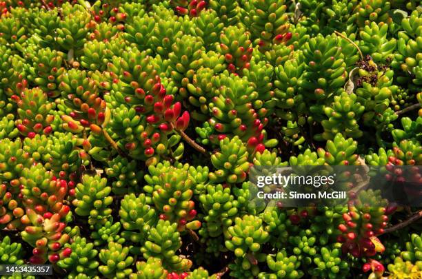 sedum rubrotinctum plant (commonly known as jelly-beans, jelly bean plant, or pork and beans ) growing in a garden - sedum stock-fotos und bilder