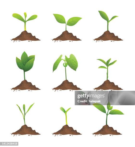 sapling - small beginnings stock illustrations