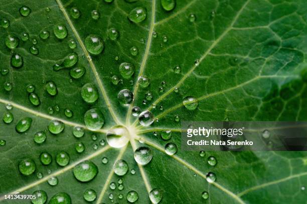 close up photo of nasturtium tropaeolum green leaf - dew texture stock pictures, royalty-free photos & images