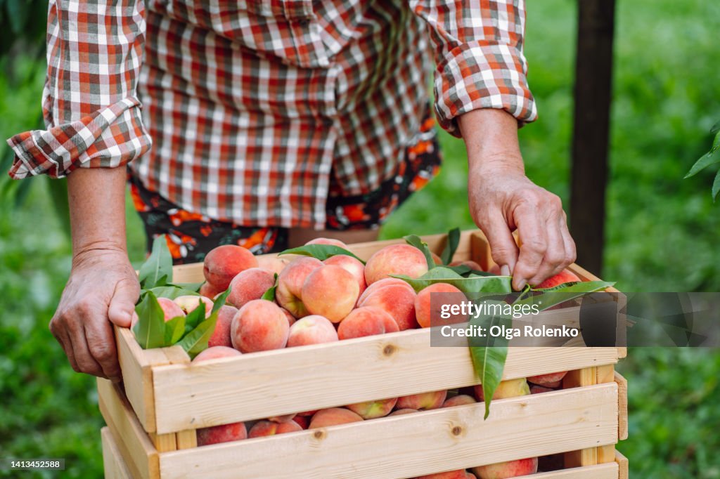 Woman farmer with fresh peaches in the garden