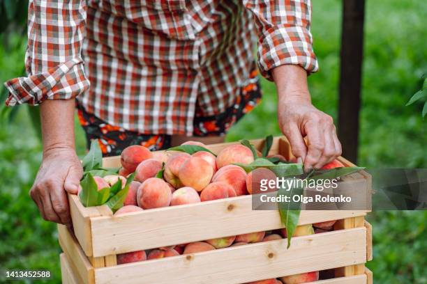 woman farmer with fresh peaches in the garden - peach tree stock pictures, royalty-free photos & images