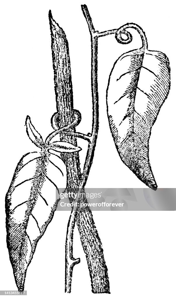 Kartoffelkletterrebe (Solanum laxum) Blattstiel, der sich um einen Stock windet - 19. Jahrhundert
