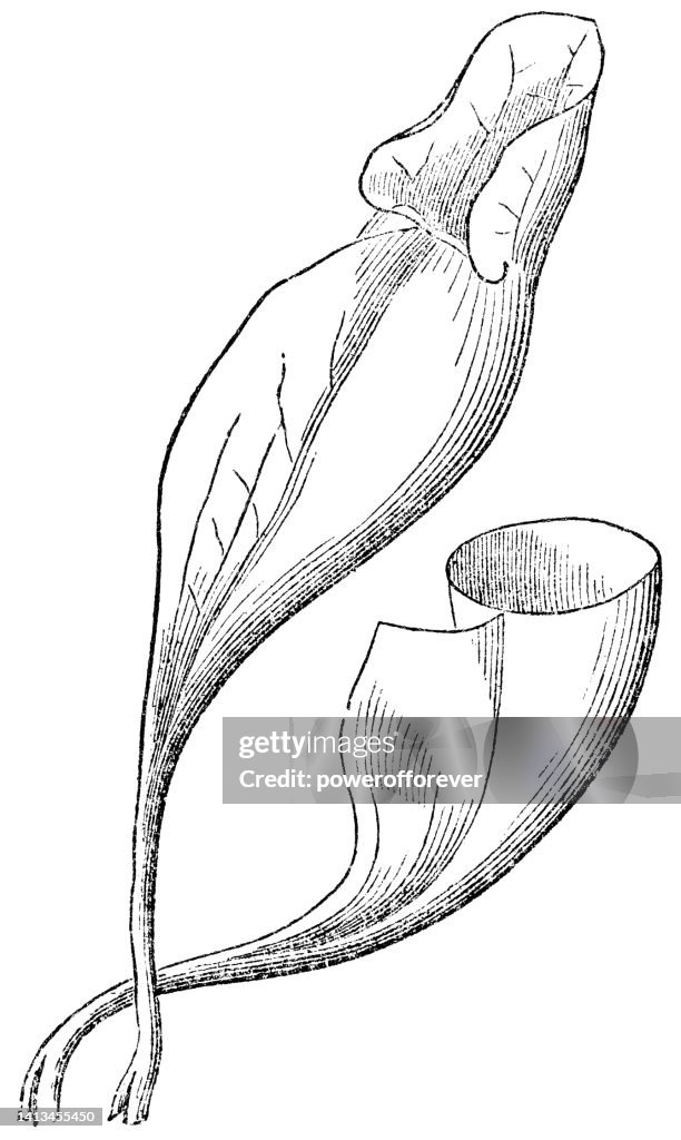 Purple Pitcher Plant (Sarracenia Purpurea) Leaf Pitcher Trap and Top Section Removed - 19th Century