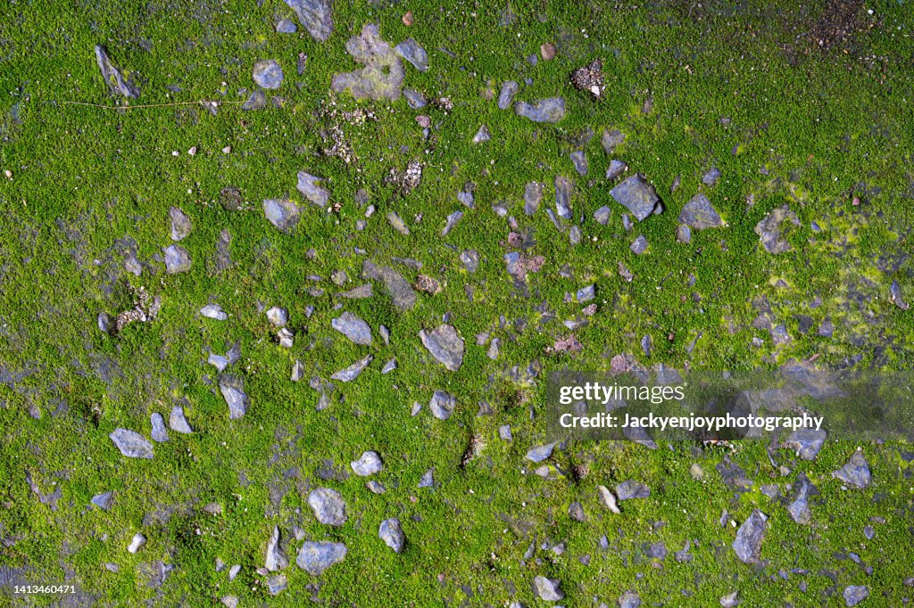Rusty stone wall green texture background