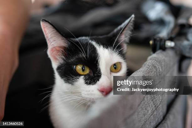 cat in a stroller - cat sleeping stockfoto's en -beelden