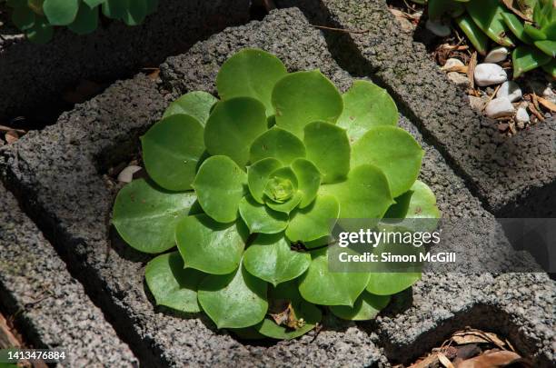 echeveria gibbiflora growing in a concrete cinder block - bloque de hormigón fotografías e imágenes de stock