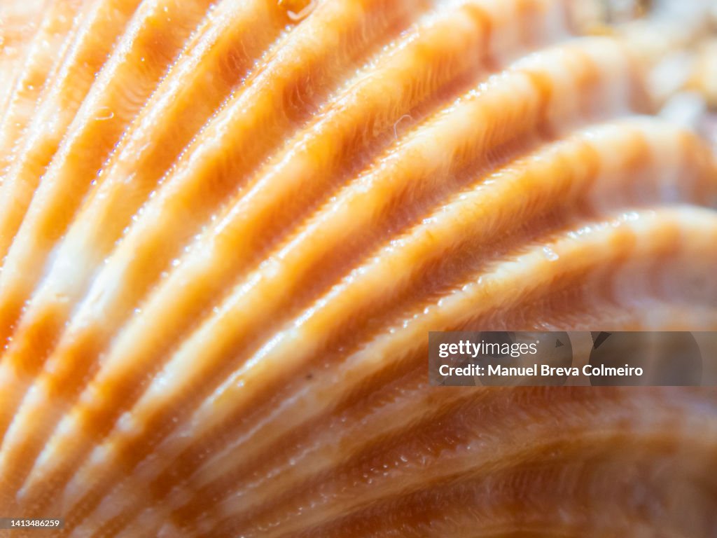 Realistic Shell Texture Shell Texture High-Res Stock Photo - Getty Images