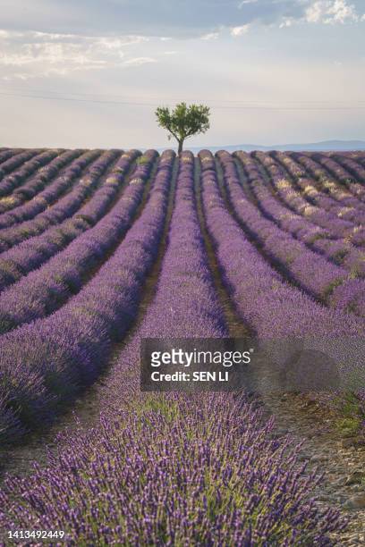 lavender fields with a tree at sunset, summer in provence, france - plateau de valensole stock pictures, royalty-free photos & images