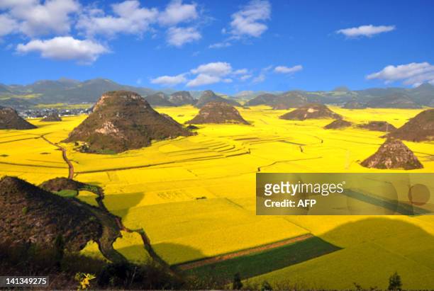 The rapeseed plants in full bloom and ready for harvest in the farms in Luoping, southwest China's Yunnan province on March 15, 2012. The expansion...