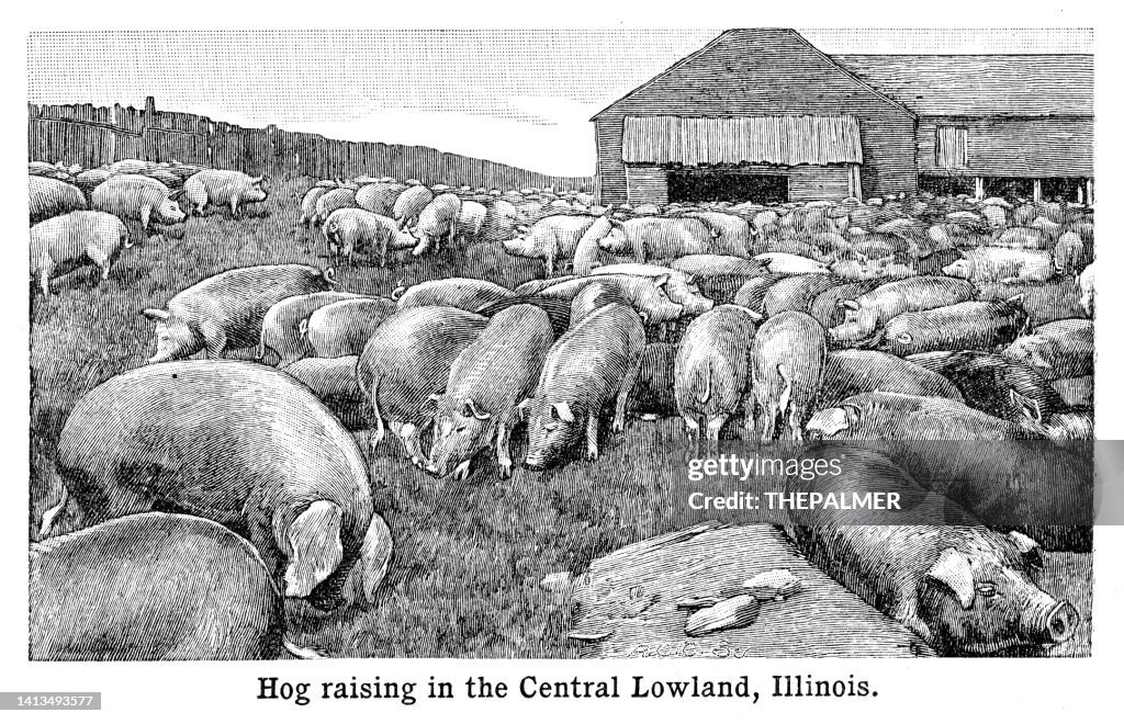 Hog raising Illinois - engraving black and white 1898