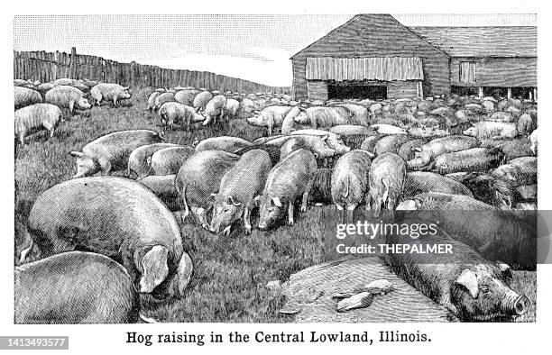 hog raising illinois - engraving black and white 1898 - illinois countryside stock illustrations