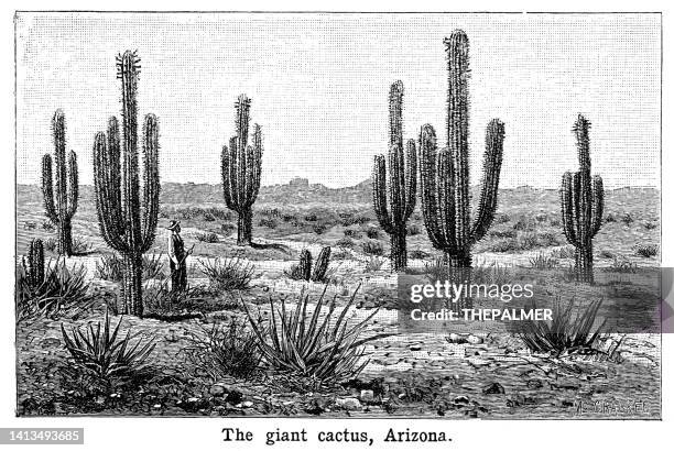 ilustraciones, imágenes clip art, dibujos animados e iconos de stock de el cactus gigante arizona - grabado en blanco y negro 1898 - cacto