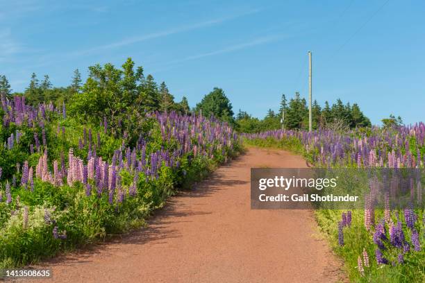 lupin drive - prince edward island stock pictures, royalty-free photos & images