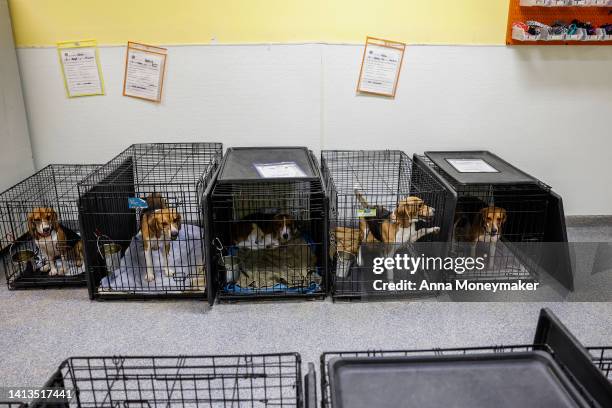 Staff members with Homeward Trails Animal Rescue place Beagles in their crates before their bedtime on August 07, 2022 in Fairfax, Virginia. Homeward...