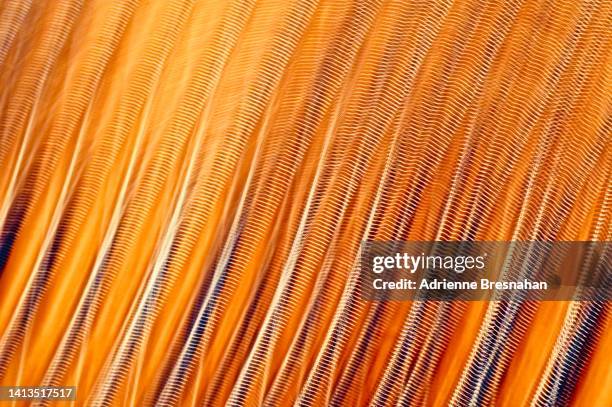 vibrating chords - copper detail stock pictures, royalty-free photos & images