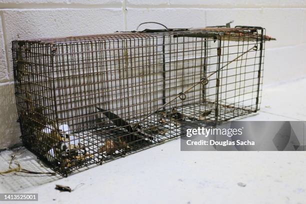 animal trap for catching large rodents - rodent - fotografias e filmes do acervo