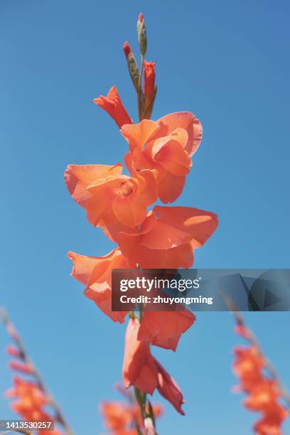 gladiolus - gladiolus fotografías e imágenes de stock